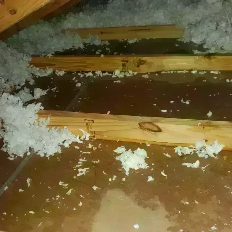 Attic Water Damage in The Meadows, FL